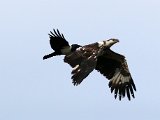 jongvisarend 77  Onvolwasse Visarend - Immature Fish Eagle